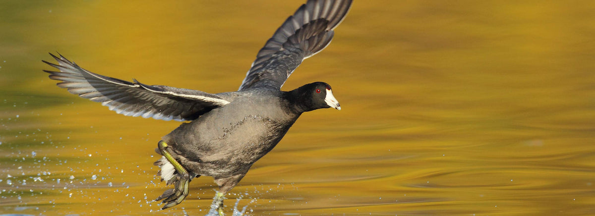 Le matériel pour réussir vos photos d'oiseaux