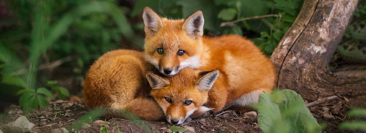 Quelques secrets de la photo animalière