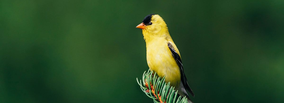 Quelques astuces pour débuter la photographie d’oiseaux