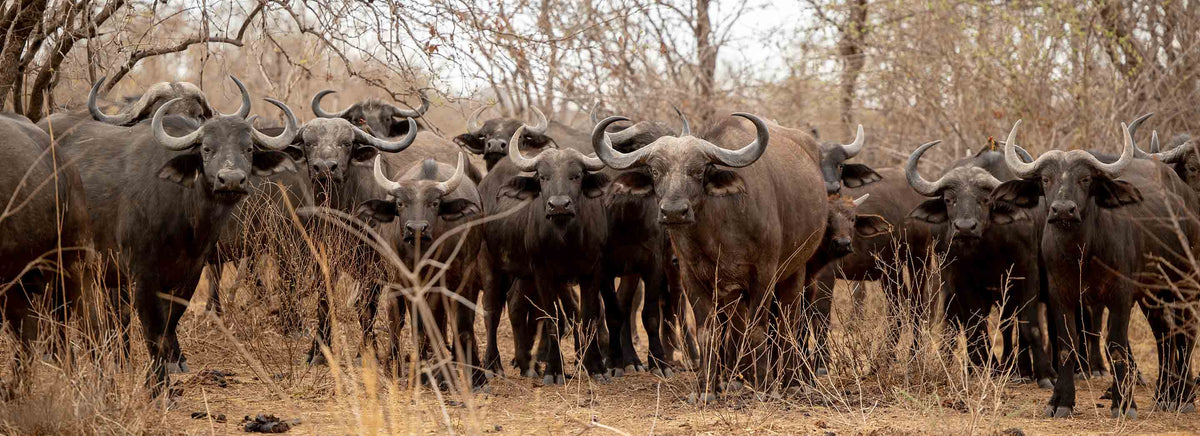 Mon premier safari (Ruaha National Park)