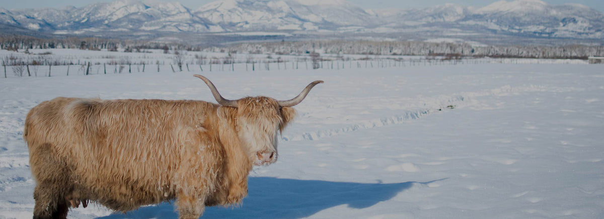 La photographie animalière en hiver