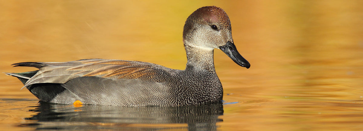 Les meilleures techniques pour réussir vos photos d'oiseaux