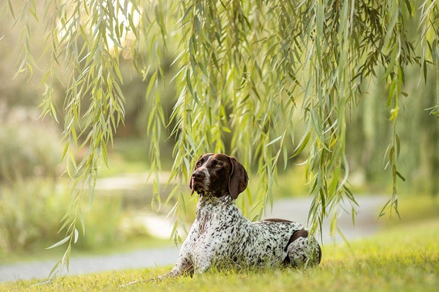 Dog photography: tips for getting started