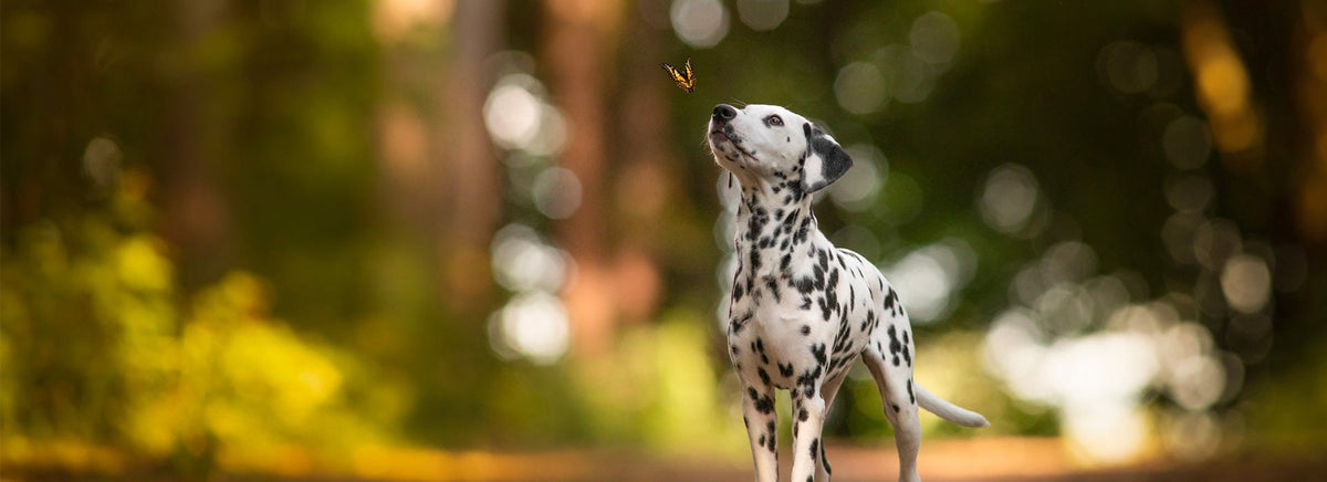 Photographie canine : quelques conseils pour bien débuter