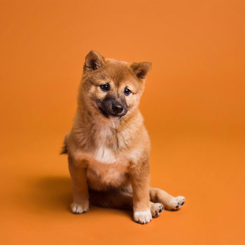 Sienna Seamless Background Paper 107" x 36'