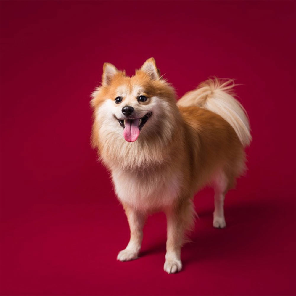Crimson Seamless Background Paper 86" x 36'