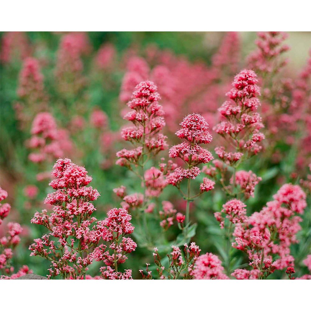 Film Couleur Pro Ektar 100 (Rouleau 120, Paquet de 5)