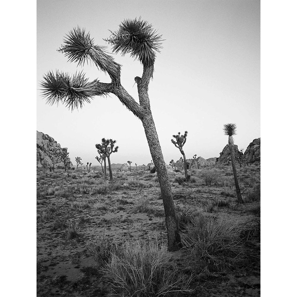EKTAPAN 400 Black & White Negative Film (35mm Roll Film, 36 Exposures)