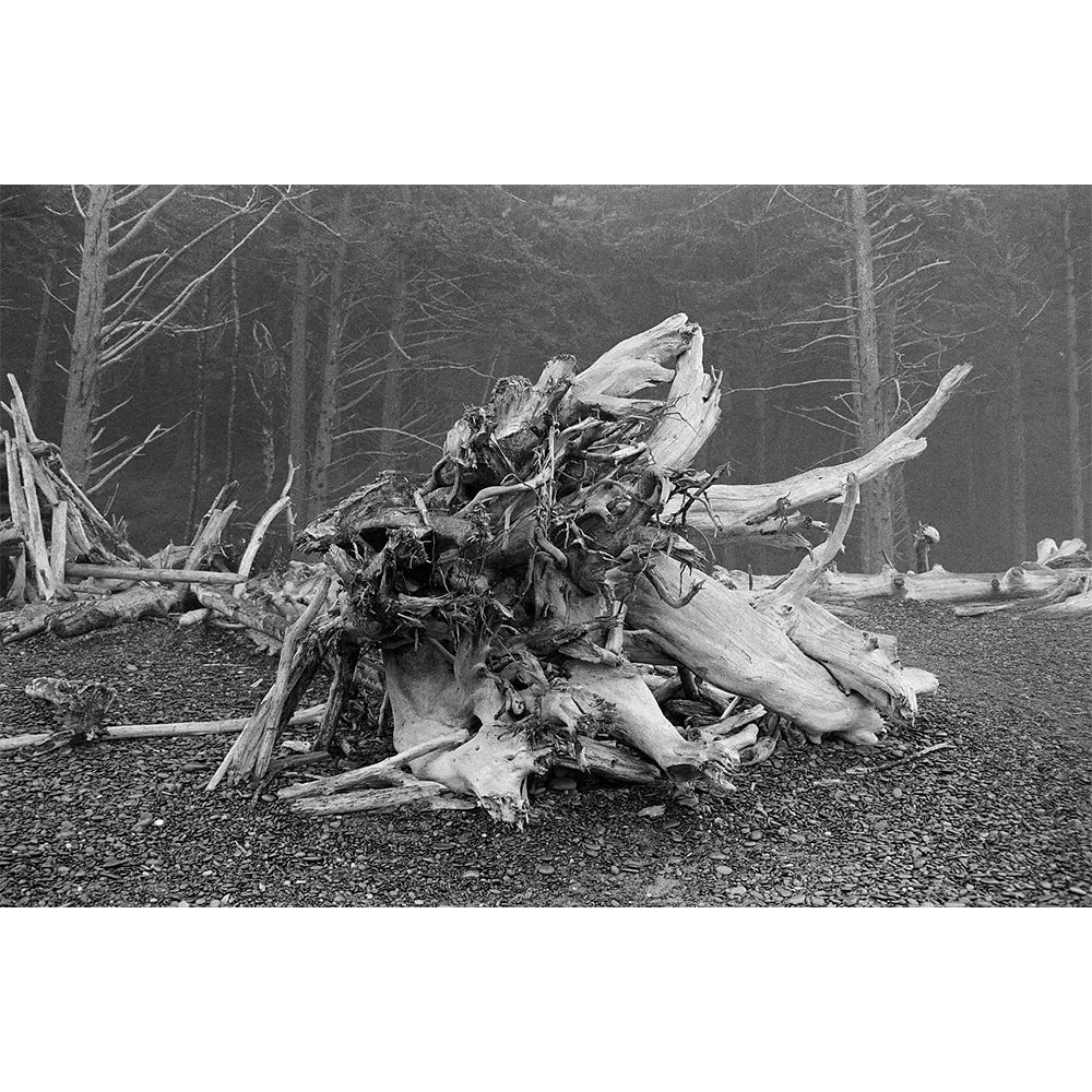 EKTAPAN 400 Black & White Negative Film (35mm Roll Film, 36 Exposures)